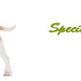 Dog Supplements & Special Food