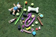 Dog Toys & Accessories