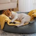 Dog Baskets & Beds